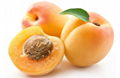 Apricot Extract 1