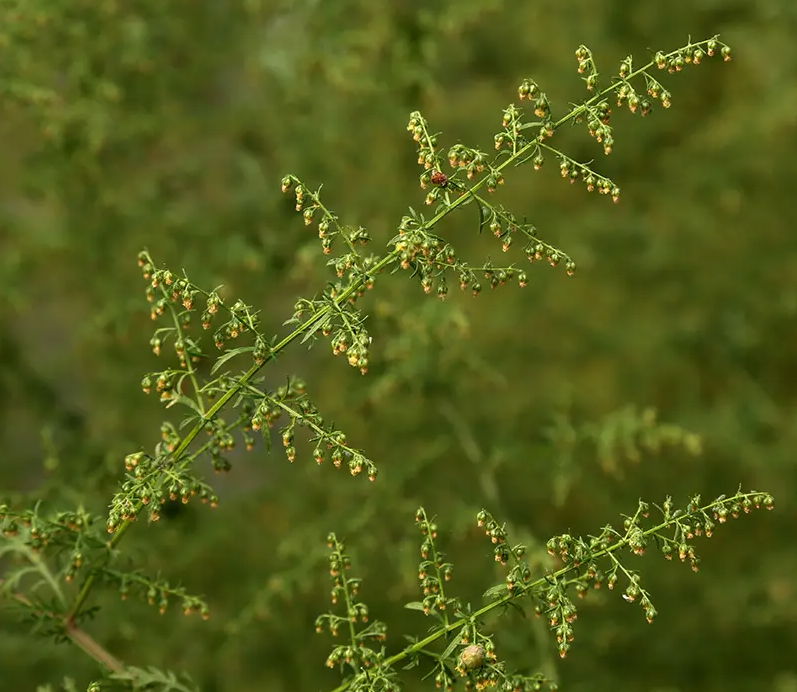 Artemisia Annua Extract 2