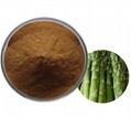 Asparagus Extract