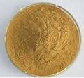 Astragalus Extract 1