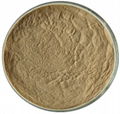 Astragalus Sinicus Extract 1