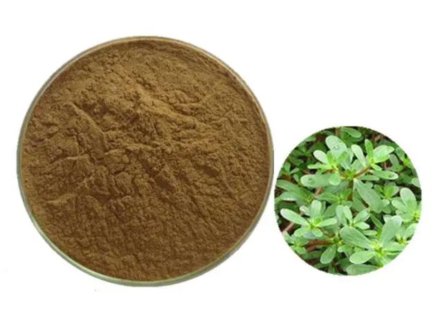 Bacopa Monnieri Extract