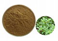 Bacopa Monnieri Extract