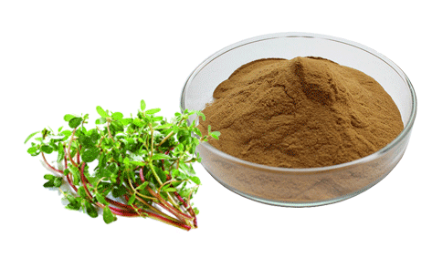 Bacopa Monnieri Extract 2