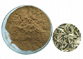 Bai Mudan Tea Extract