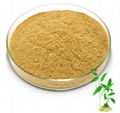Bamboo Leaf extract 1