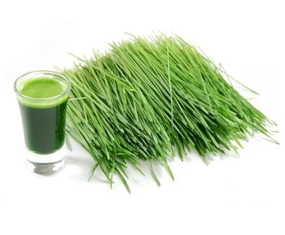 Barley Grass Juice Powder