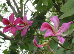 Bauhinia Forficata Extract