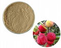 Bayberry Extract