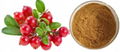 Bearberry Extract 1