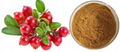 Bearberry Extract