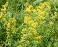 Bedstraw Extract