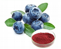 Bilberry Extract