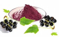 Black currant Extract