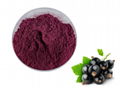 Black Currant Fruit Powder