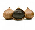 Black Garlic Extract 2