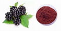 Blackberry Extract