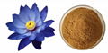 Blue Lotus Extract