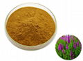 Blue Vervain Extract 1