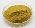 Cactus Extract 1