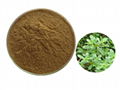 Brahmi Extract(Bacopa monniera)