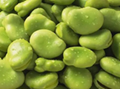 Broad Bean Extract 1