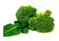 Broccoli Extract