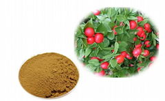 Butchers Broom Extract