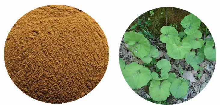 Butterbur Extract