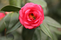 Camellia Japonica Extract 2