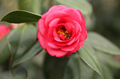Camellia Japonica Extract