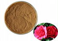 Camellia Japonica Extract