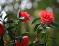 Camellia Japonica Extract