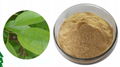 Camphor Tree Extract