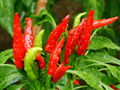 Capsicum red