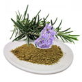 Rosemary Extract powder Carnosic acid