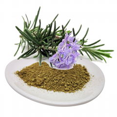 Rosemary Extract powder Carnosic acid powder