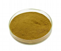 Cascara Sagrada Extract Chelidonium Extract