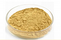 Catechu Extract