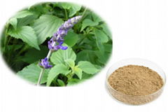 Catnip Extract