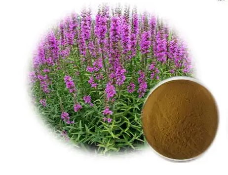 Celandine Extract