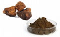 Chaga Mushroom Extract