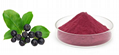 Chokeberry Extract 1