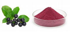 Chokeberry Extract