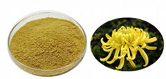 Chrysanthemum Extract