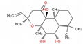 Coleus forskohlii Extract