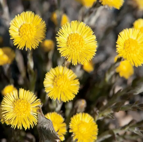 Coltsfoot Flower Extract 2