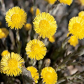 Coltsfoot Flower Extract