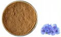 Cornflower Extract