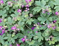 Cranesbill Extract